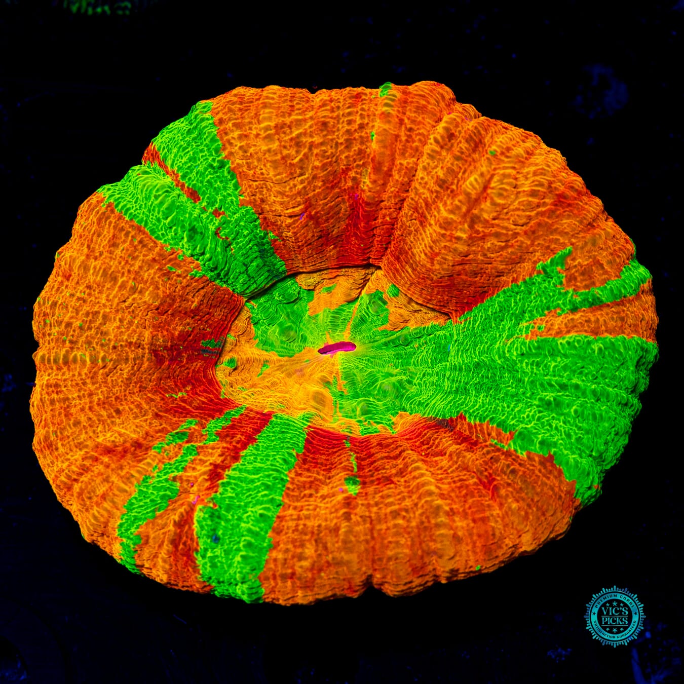 Merry Mango Scolymia - Daylight Photo