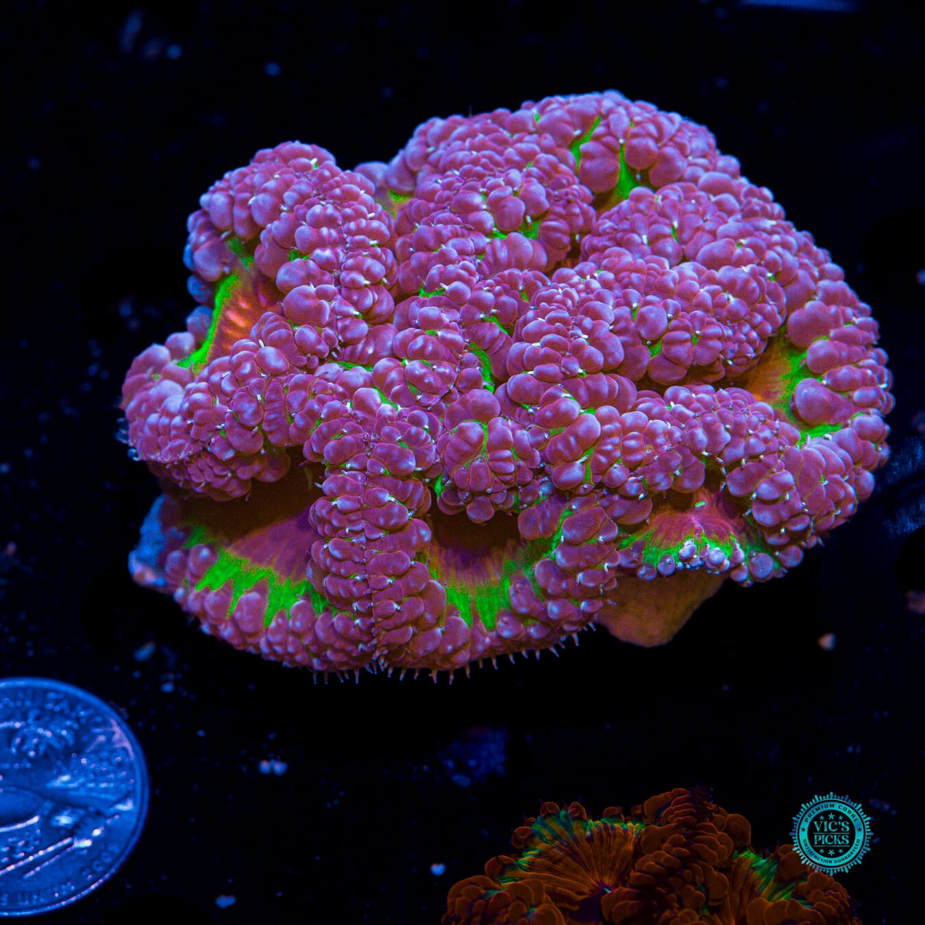 Grapetini Blastomussa - Actinic Photo