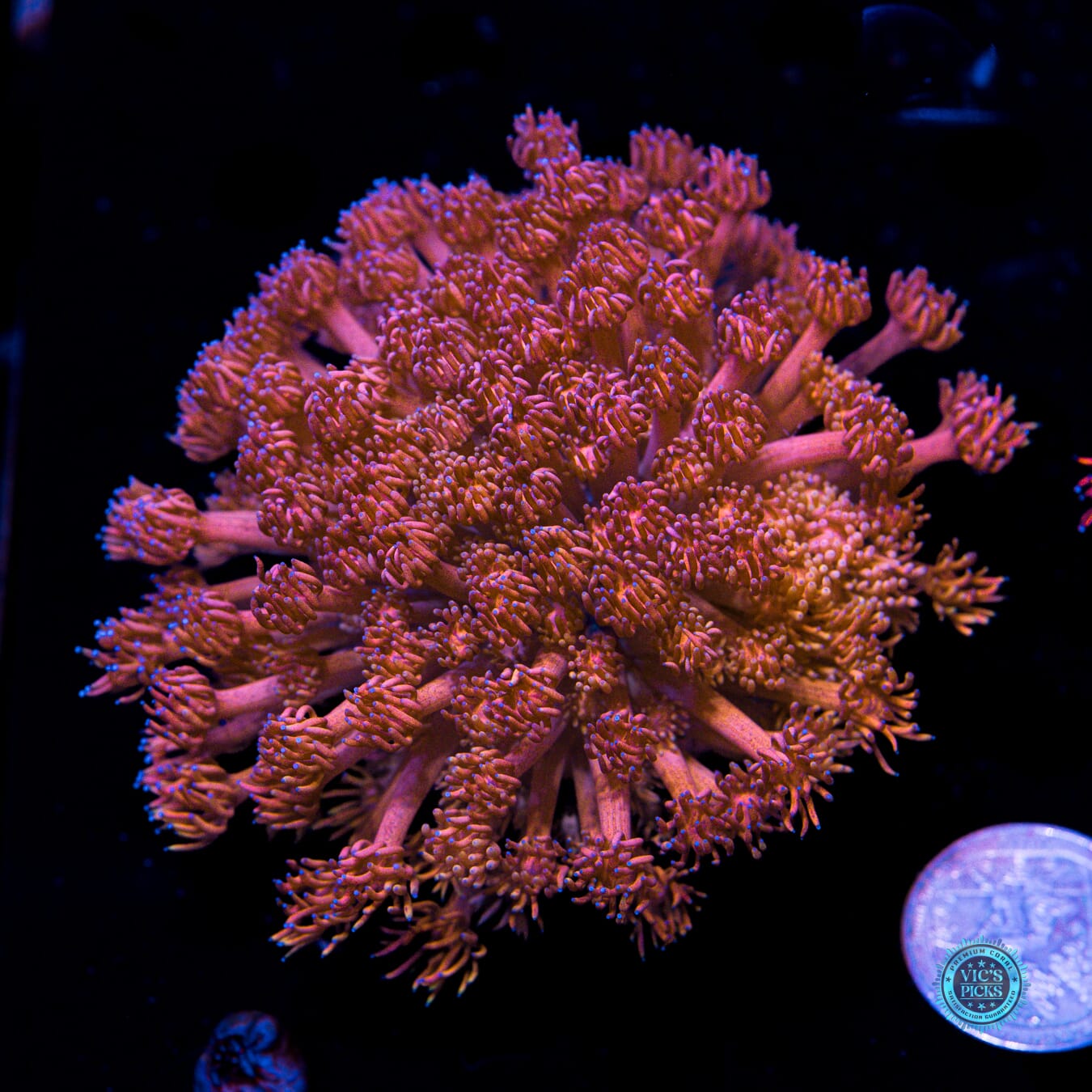 Rose Boquet Goniopora - Actinic Photo