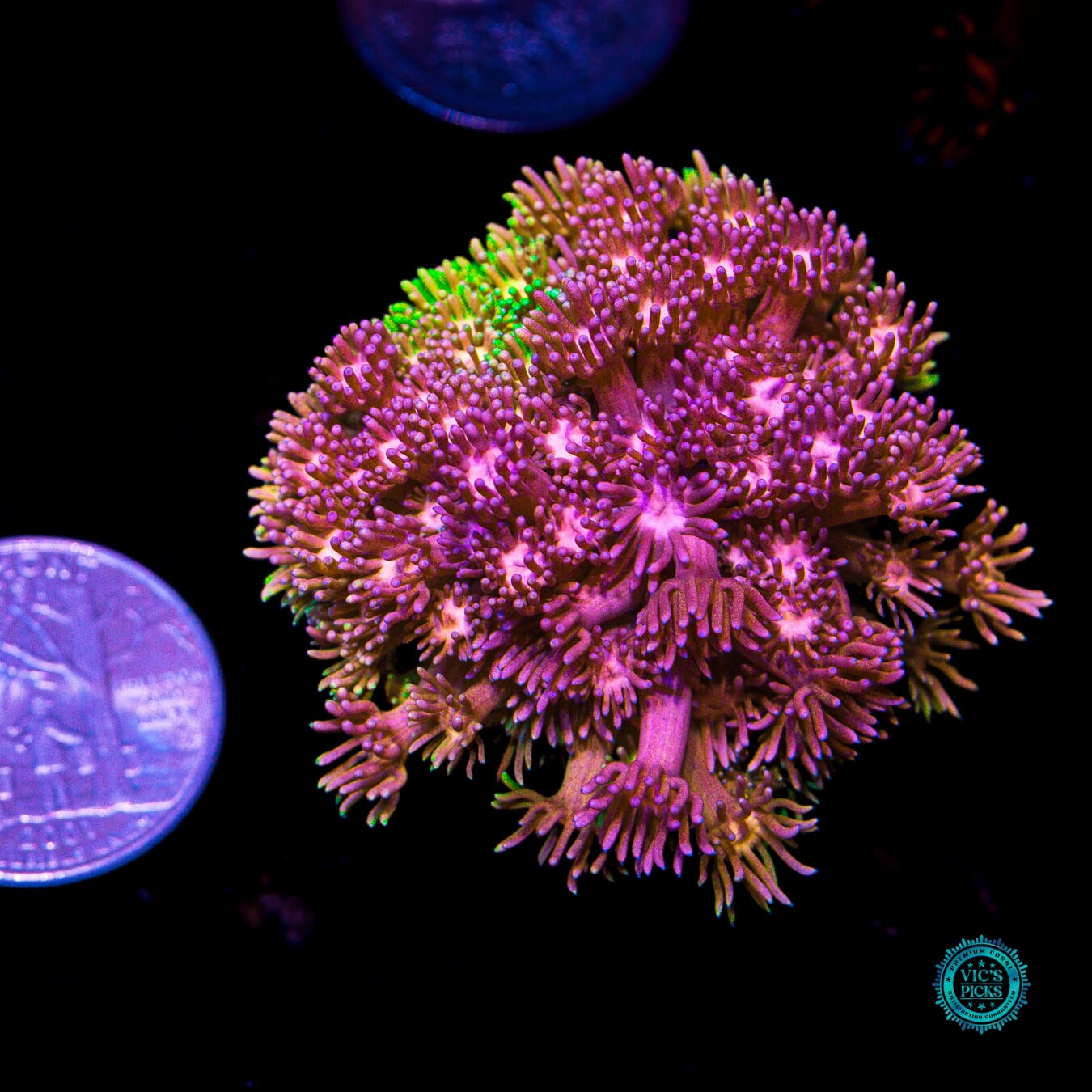 Jewel Thief Goniopora - Actinic Photo