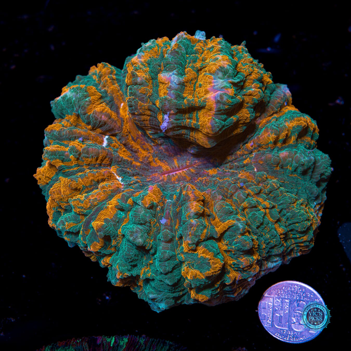 Hurricane Acanthophyllia - Actinic Photo