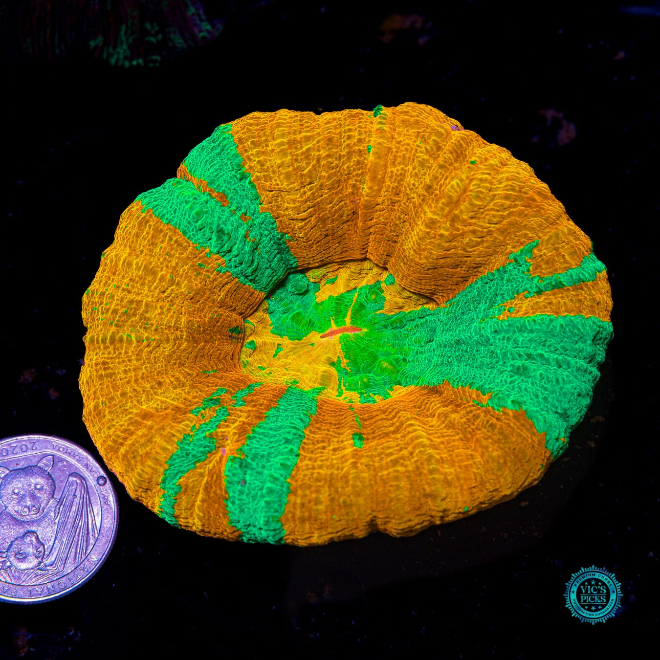 Merry Mango Scolymia - Actinic Photo