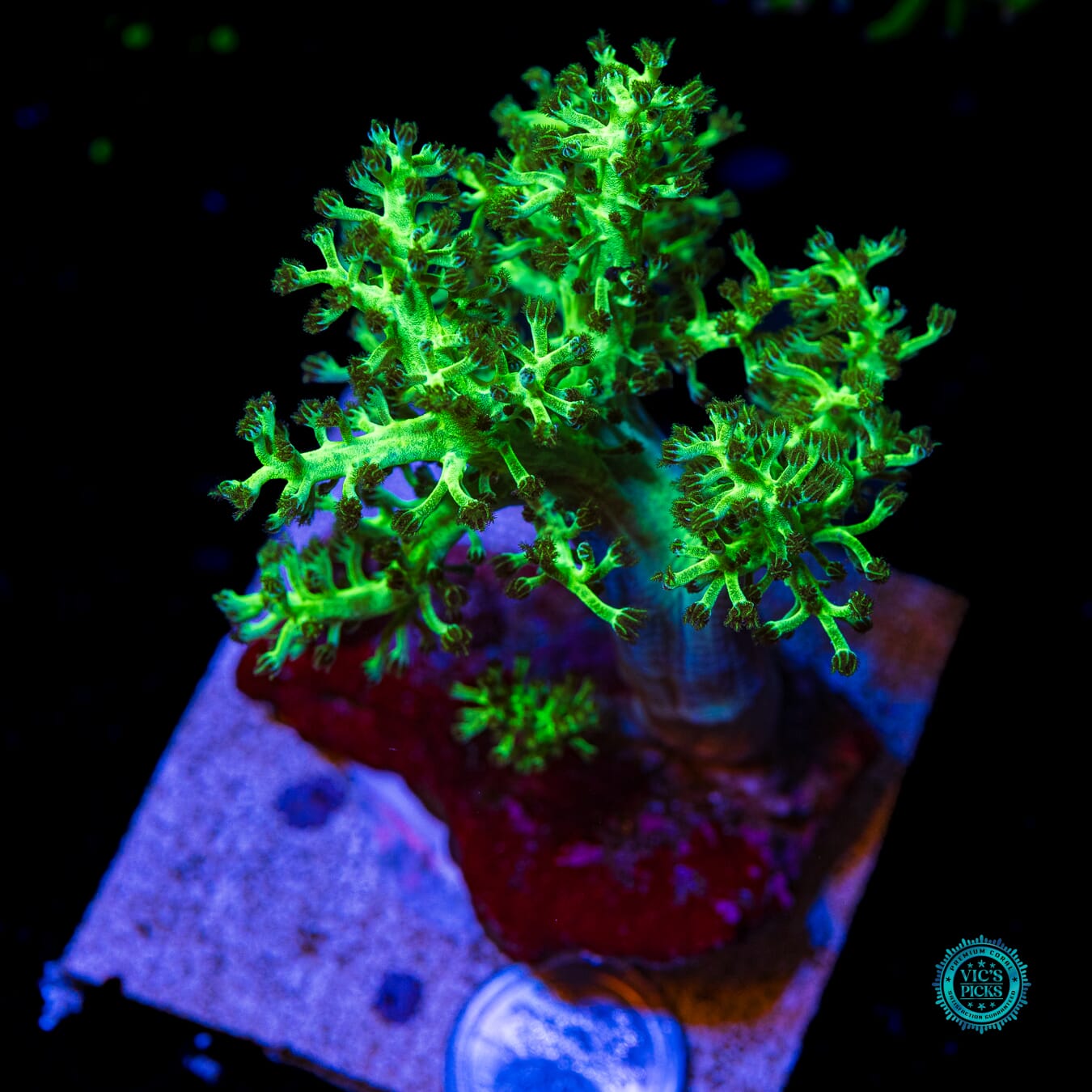 WWC Kaiju Hariy Leather - Daylight Photo