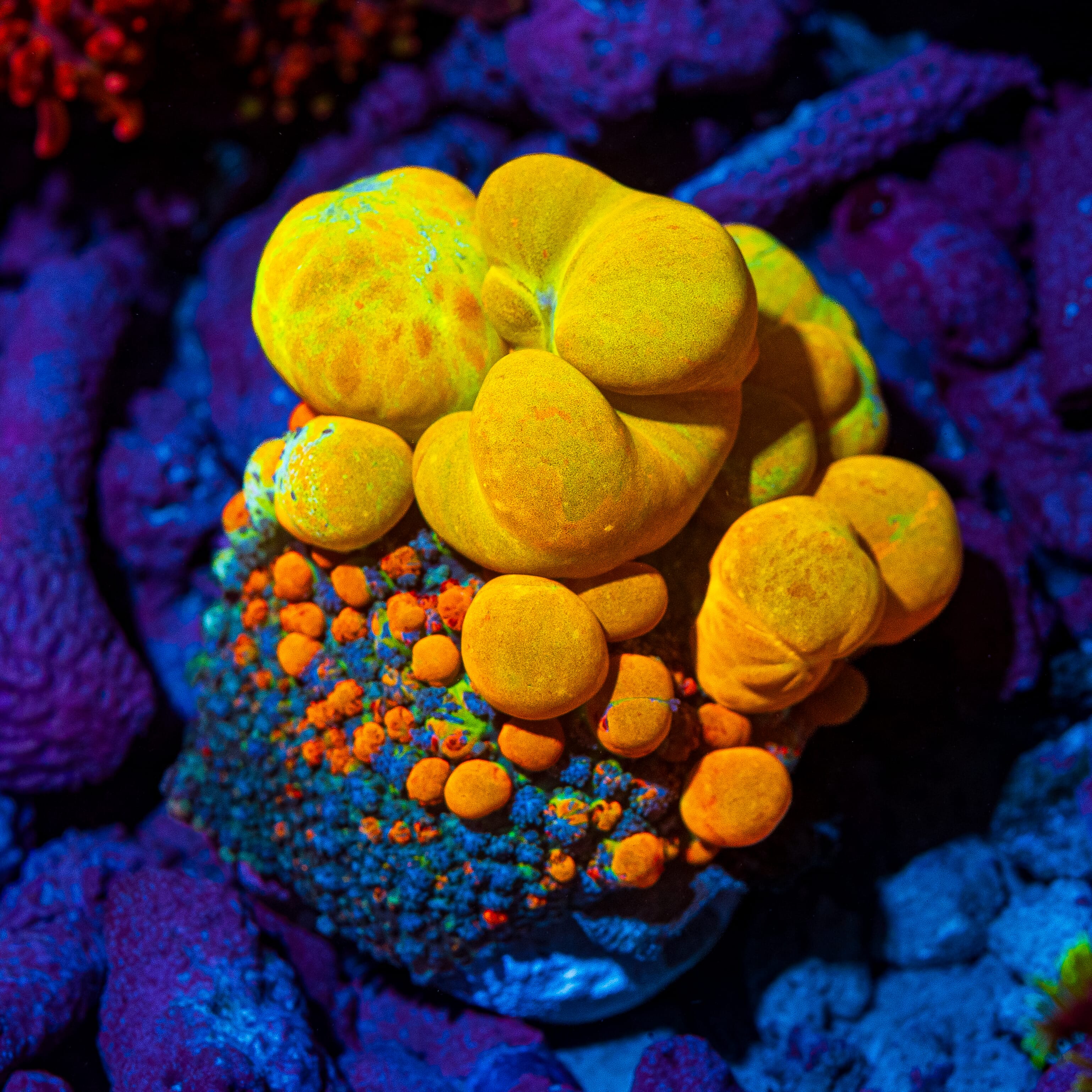 WWC OG Bounce Mushroom - Daylight Photo