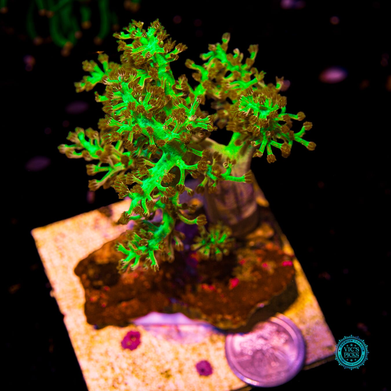 WWC Kaiju Hariy Leather - Actinic Photo