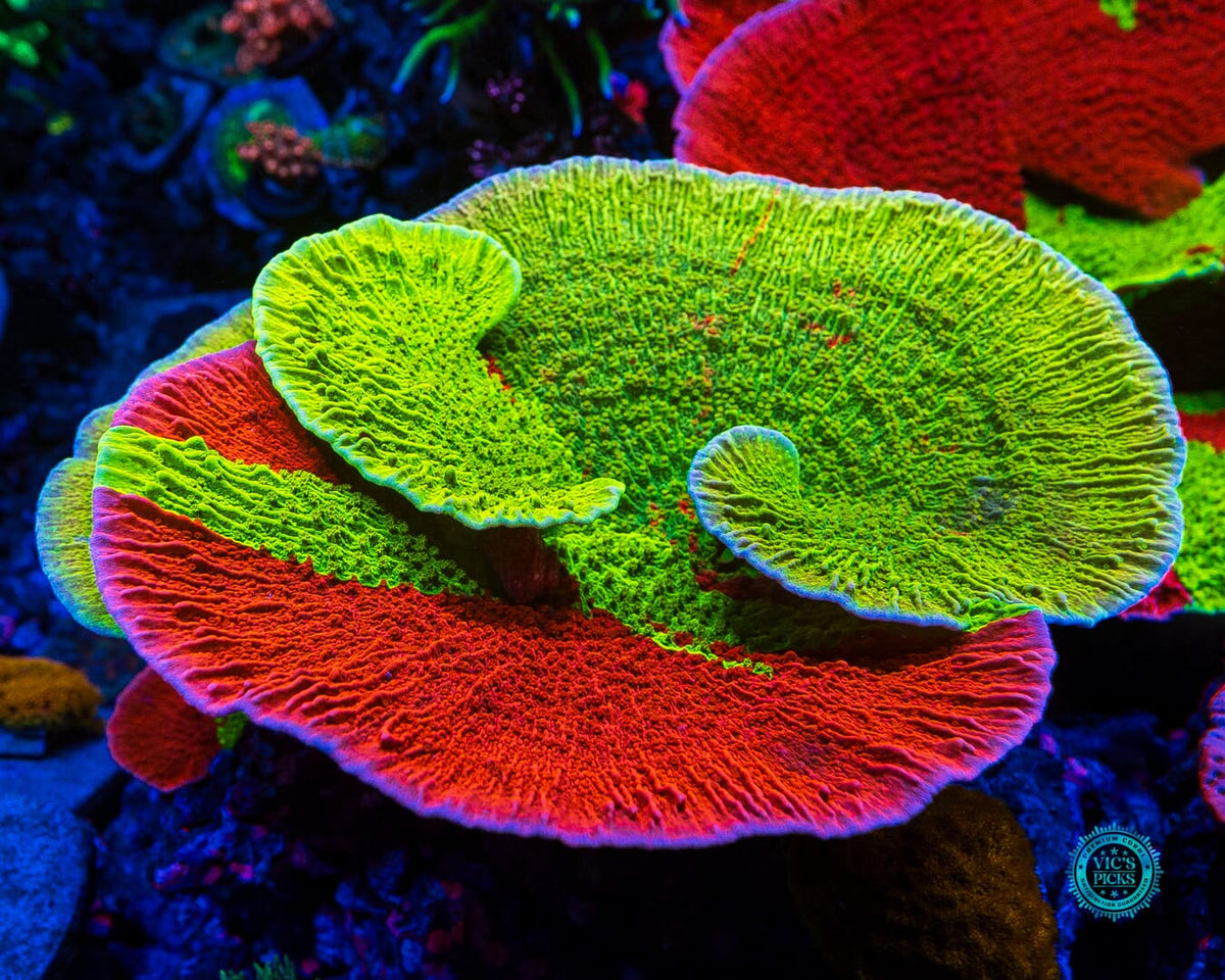 WWC Triple Threat Grafted Montipora - Daylight Photo