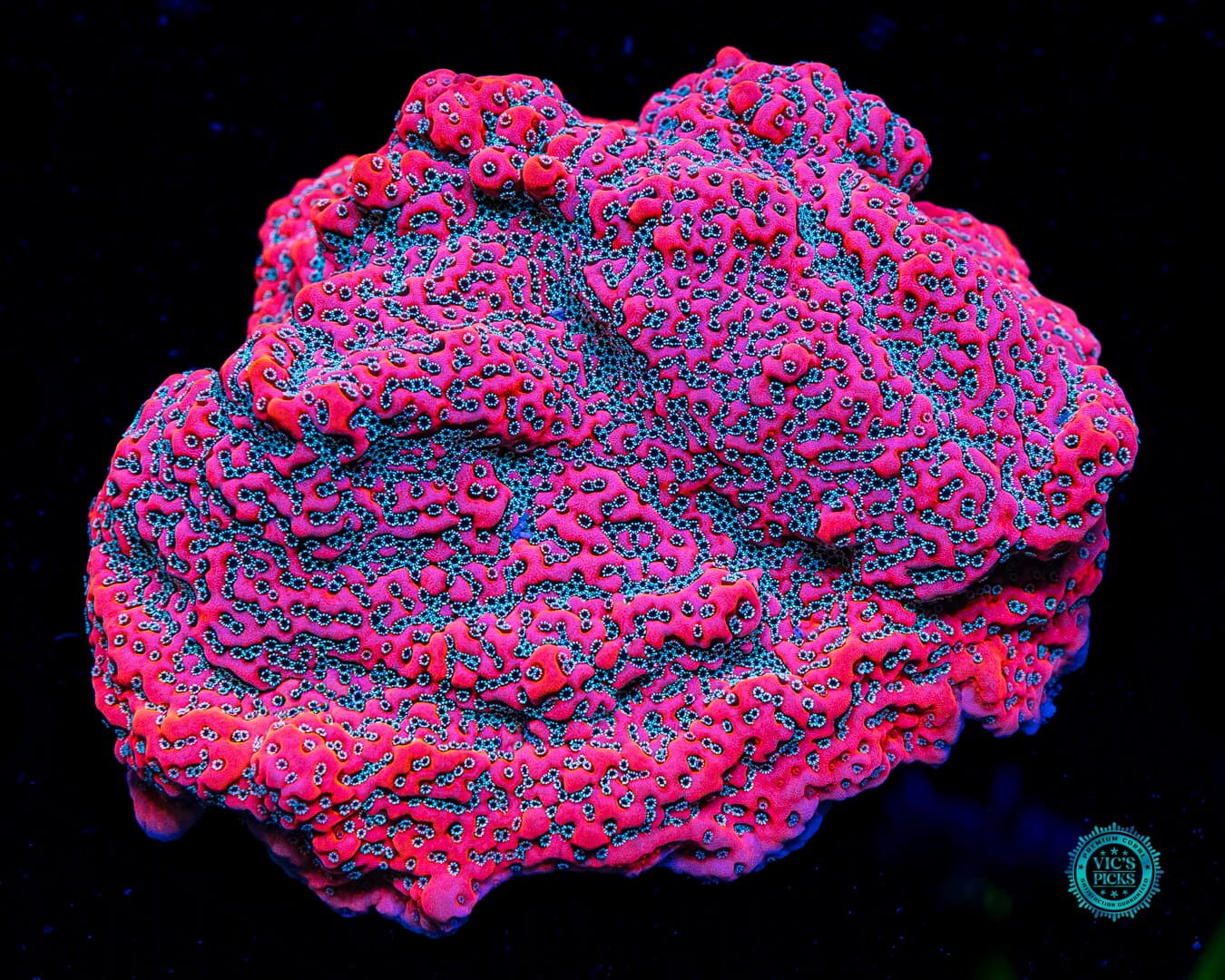 WWC Dragonfruit Montipora - Daylight Photo