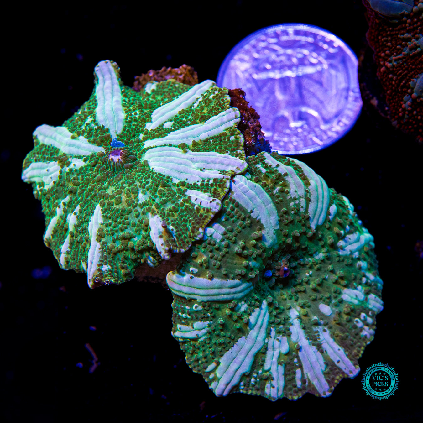 Interstellar Iguana Disco Mushroom