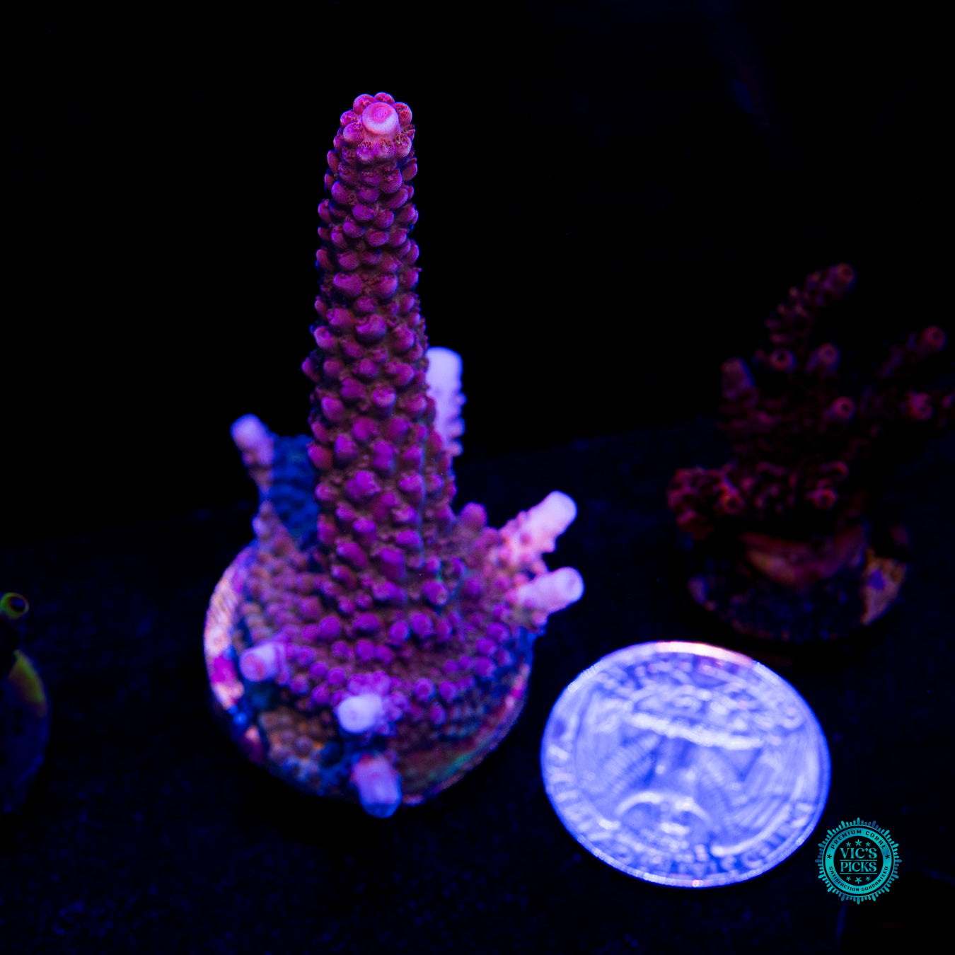 WWC Dreamweaver Acropora