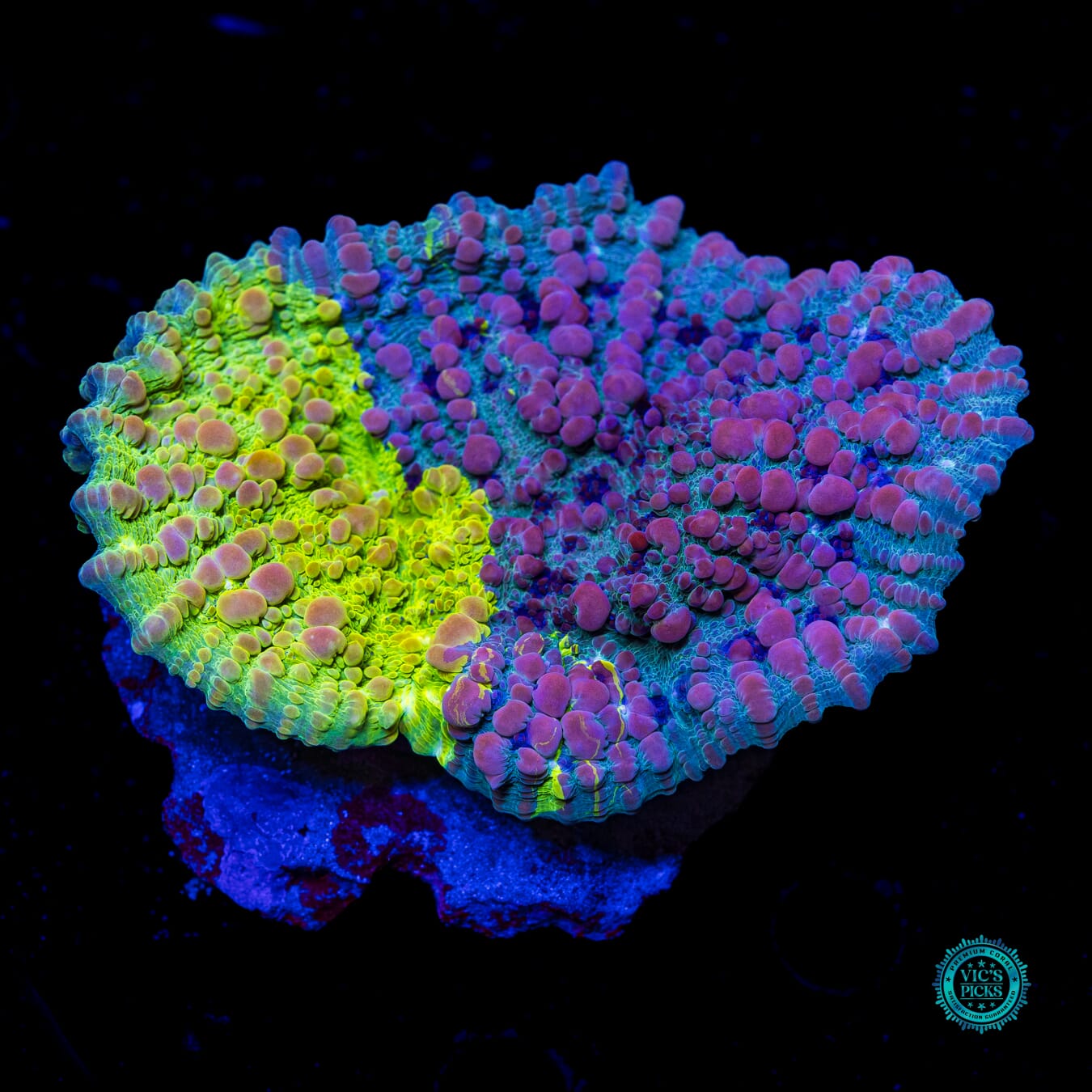 WWC Cosmic Candy Bounce Chalice - Daylight Photo
