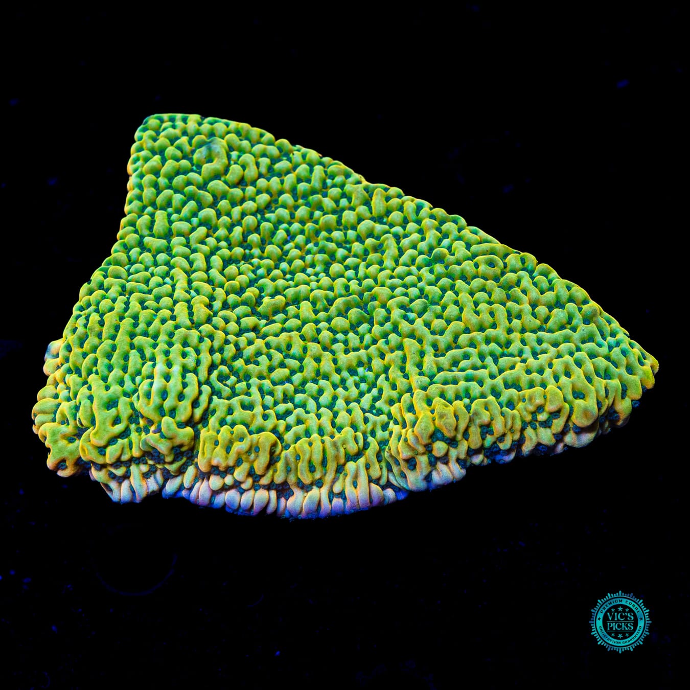 Jason Fox Beach Bum Montipora - Daylight Photo