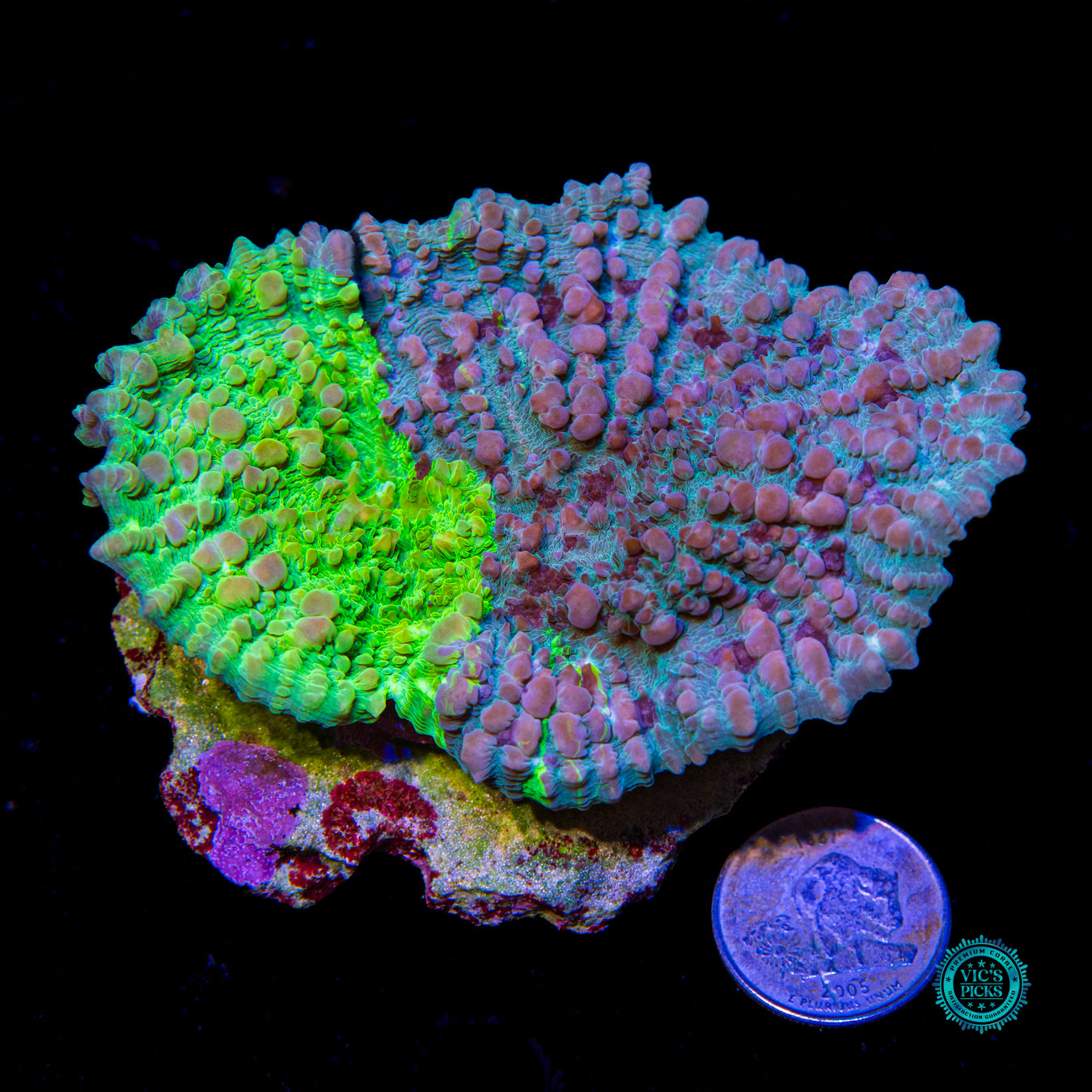 WWC Cosmic Candy Bounce Chalice