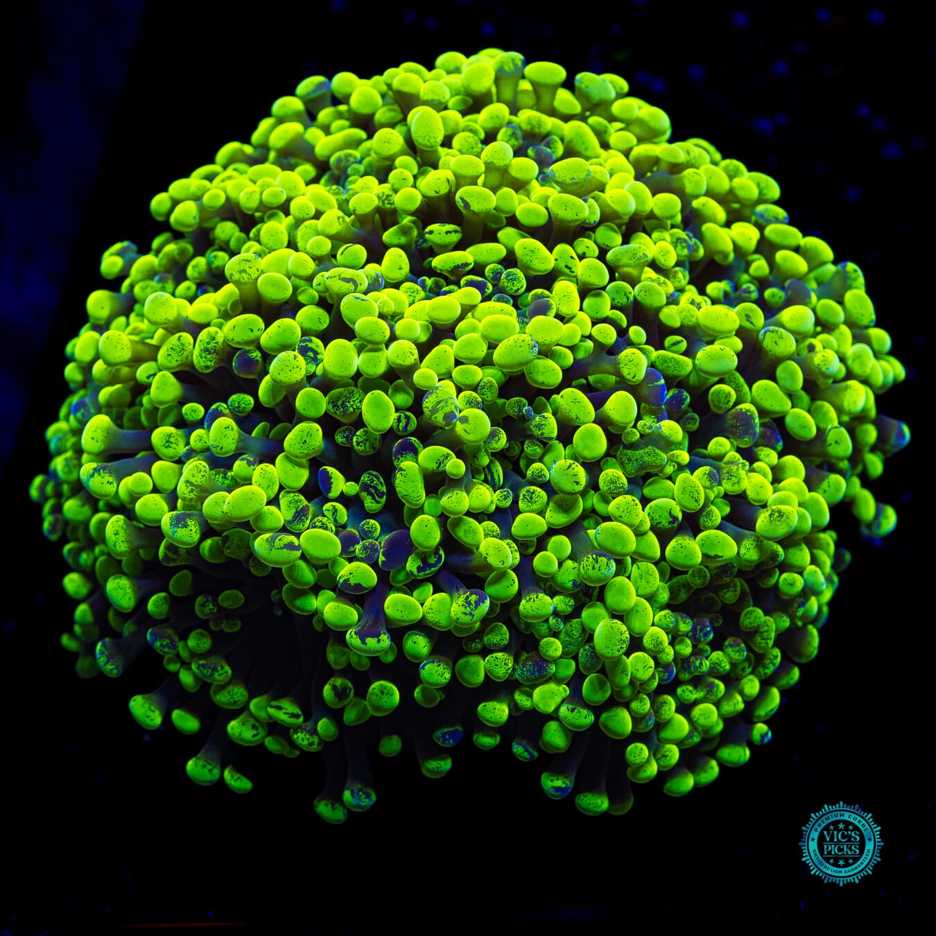 WWC Neon Splatter Frammer - Daylight Photo