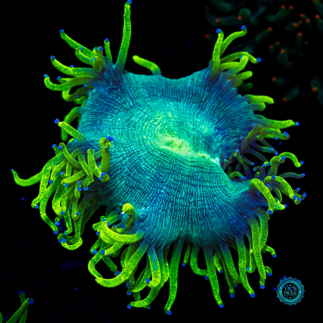 Aquamarine Elegance - Daylight Photo