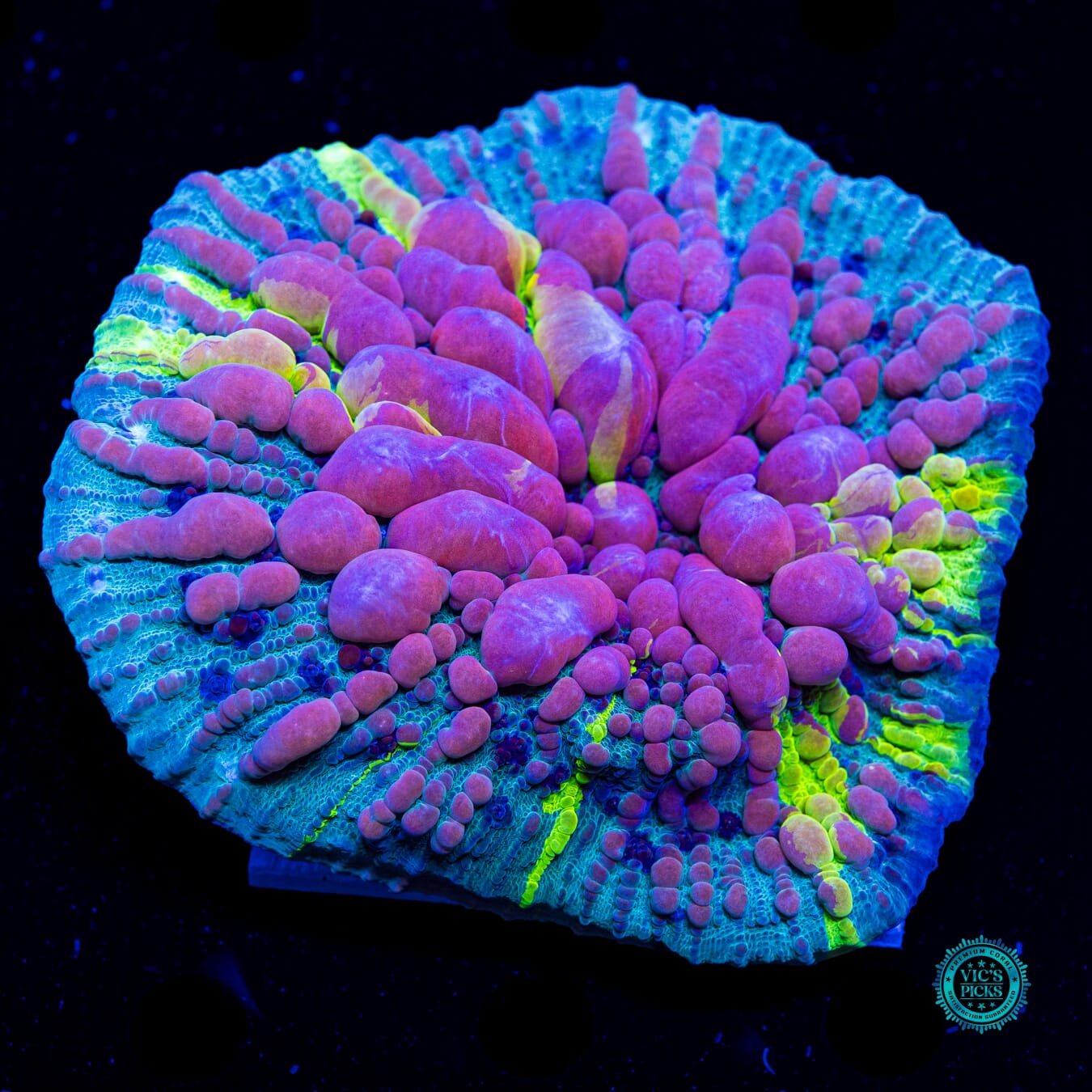 WWC Cosmic Candy Bounce Chalice - Daylight Photo