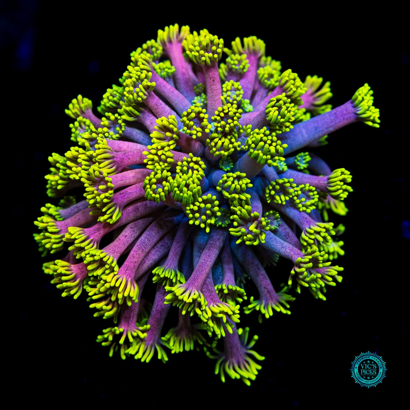 WWC Hail Hydra Goniopora - Daylight Photo