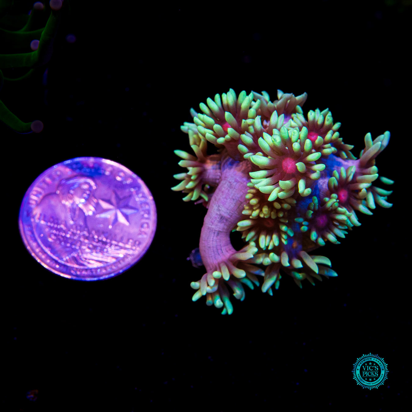 WWC Poison Nova Goniopora