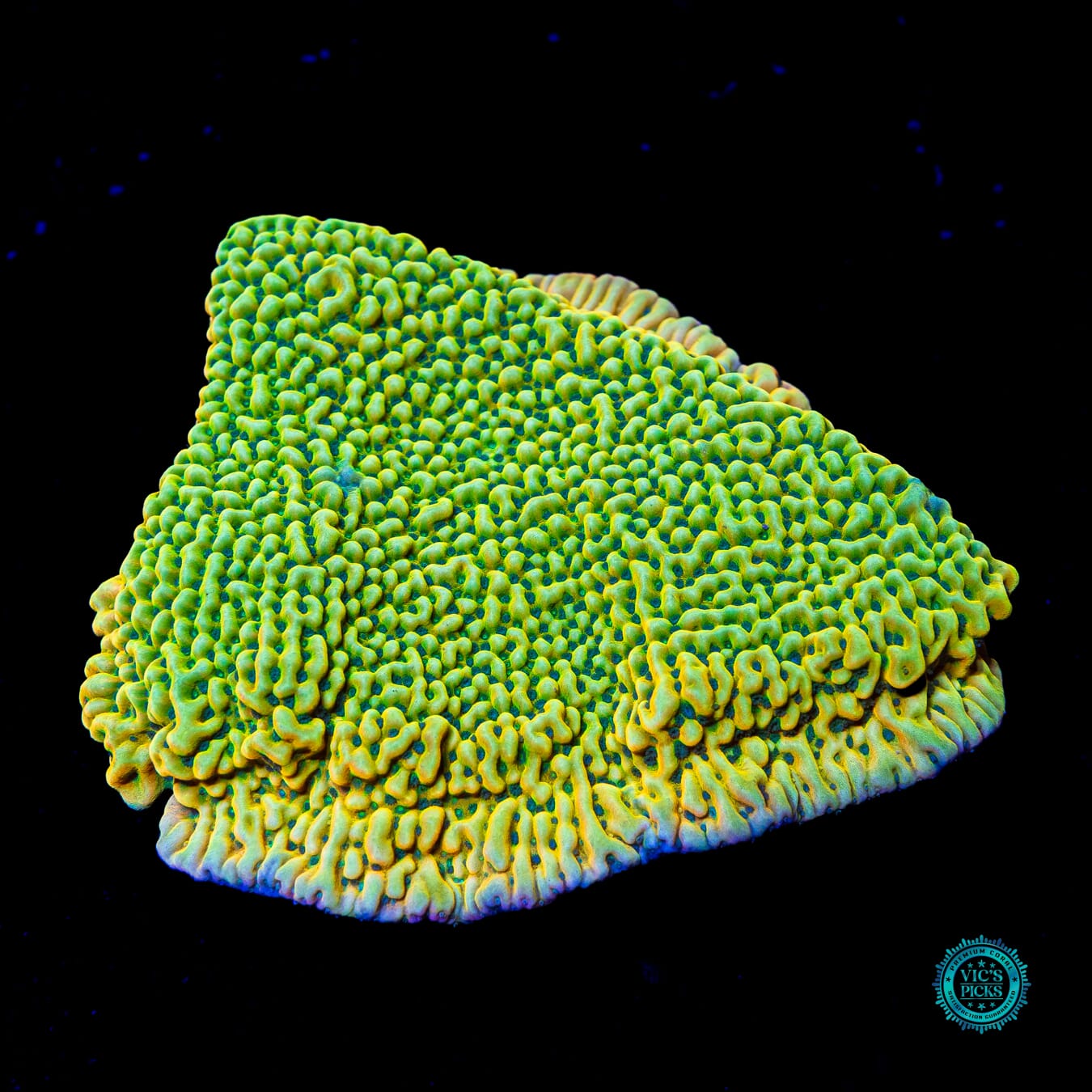 Jason Fox Beach Bum Montipora - Daylight Photo