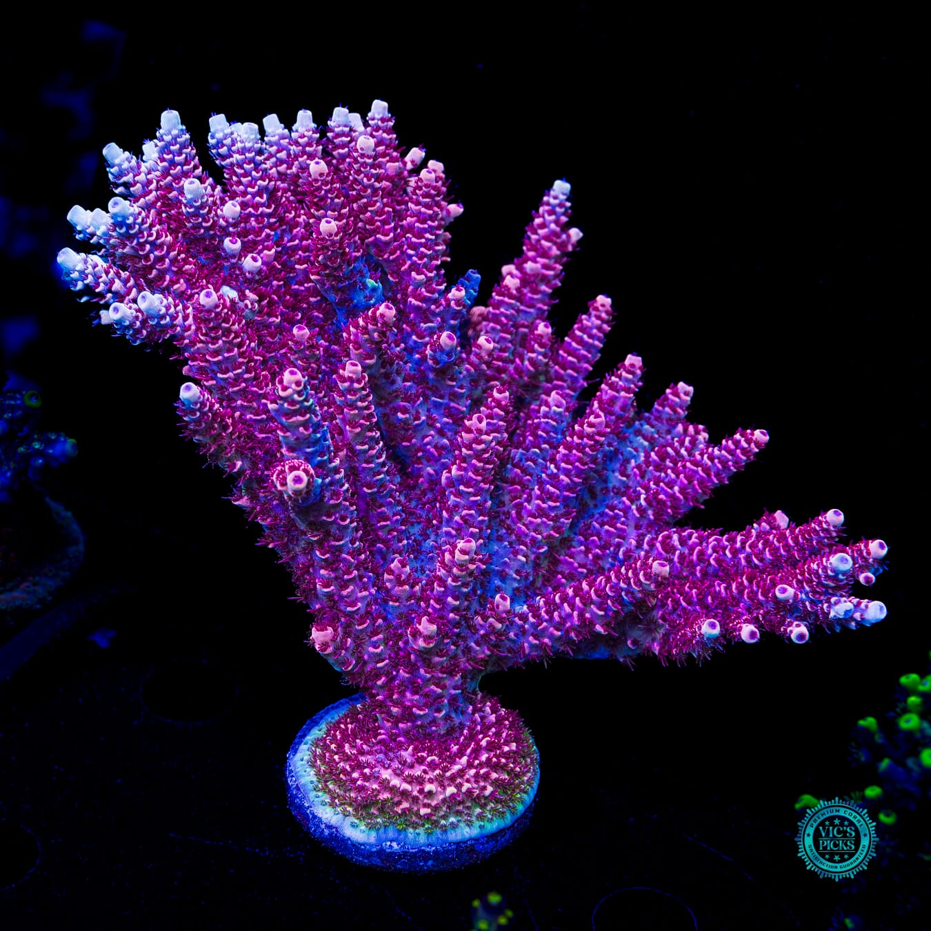 WWC Dragon Slayer Acropora - Actinic Photo