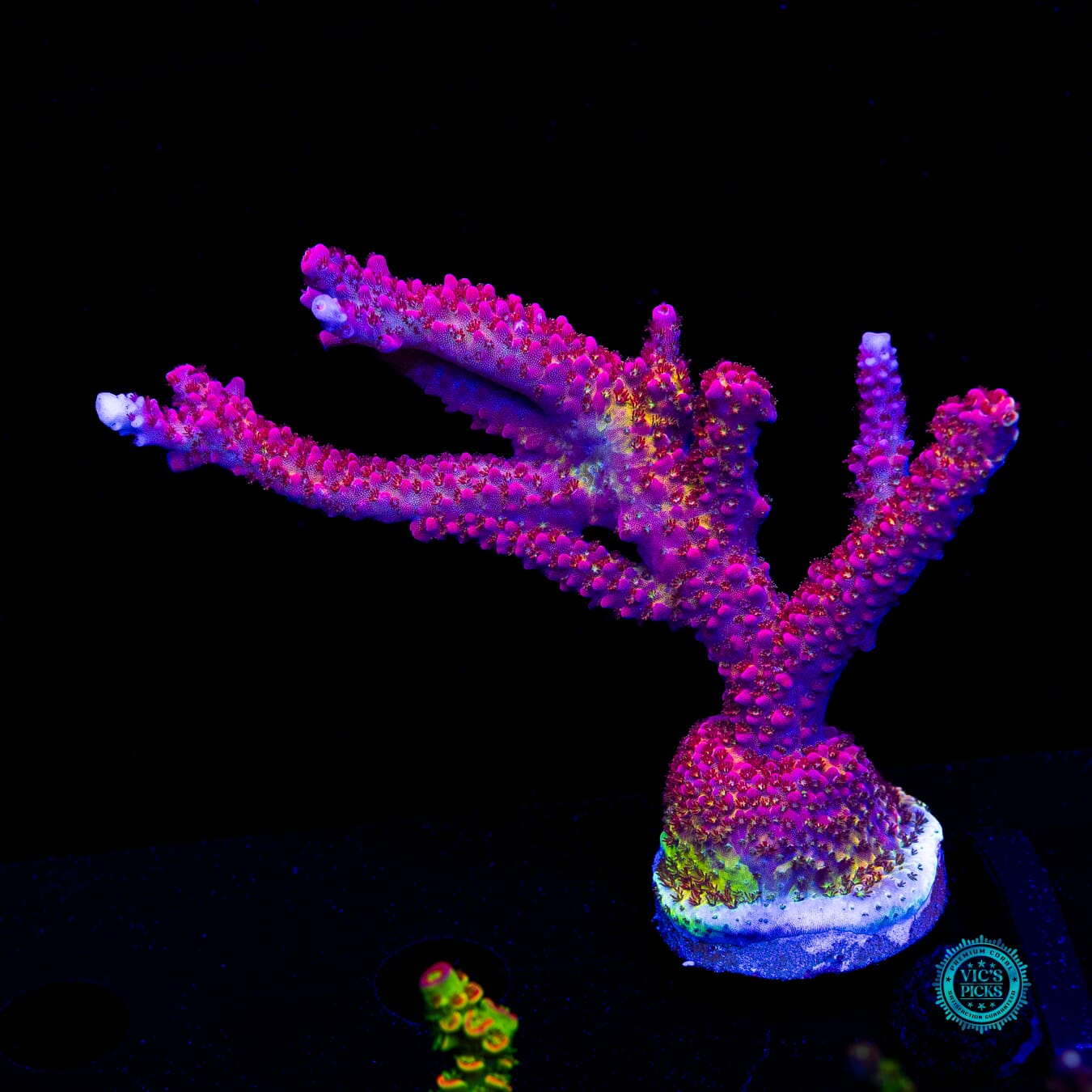 PC Rainbow Acropora - Actinic Photo