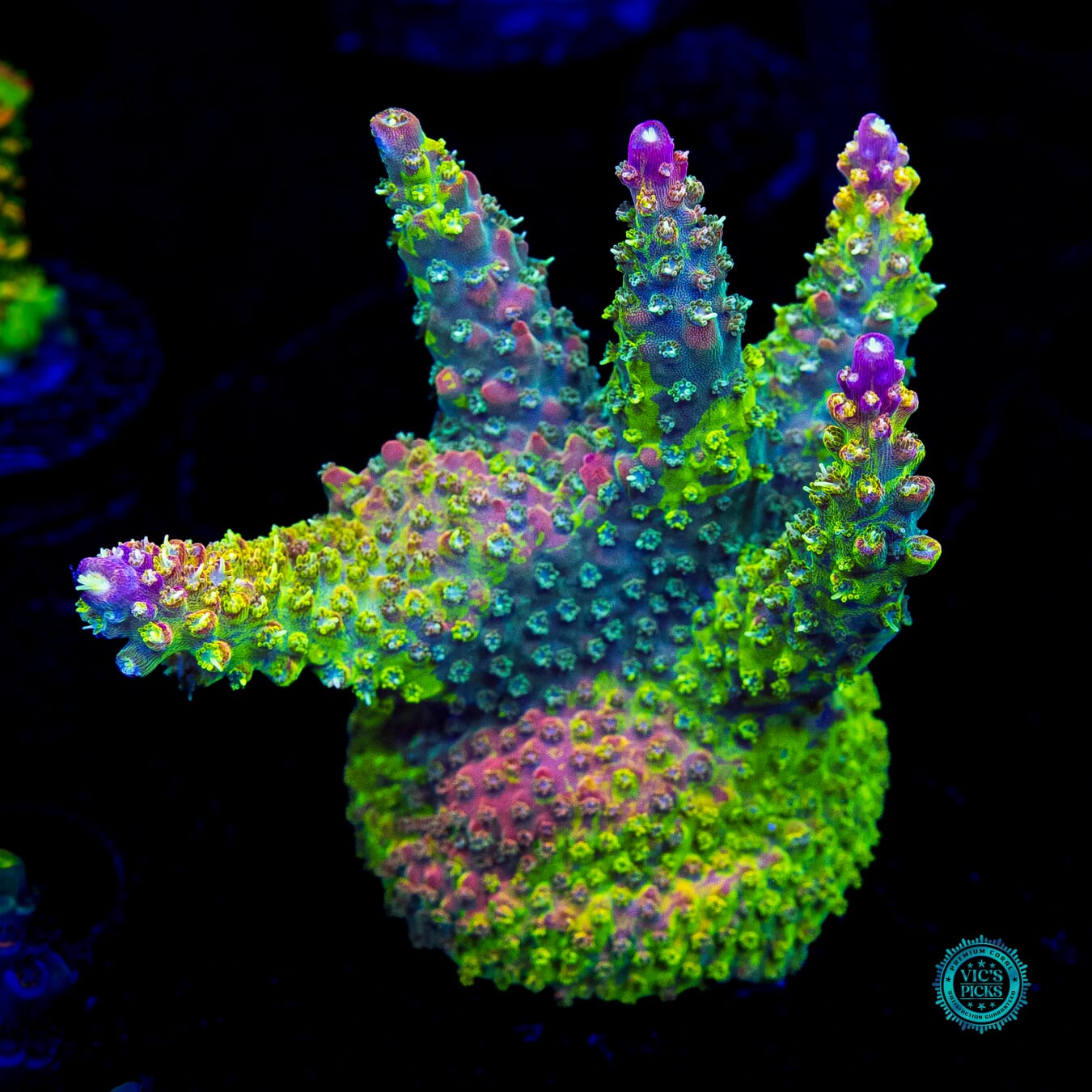 CC Grafted Banana Hammock Acropora - Actinic Photo