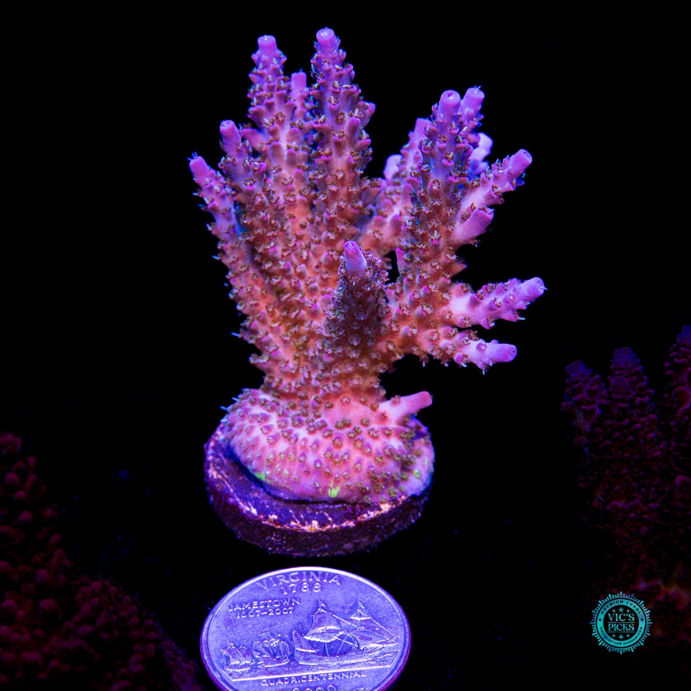 WWC Peacemaker Acropora - Daylight Photo