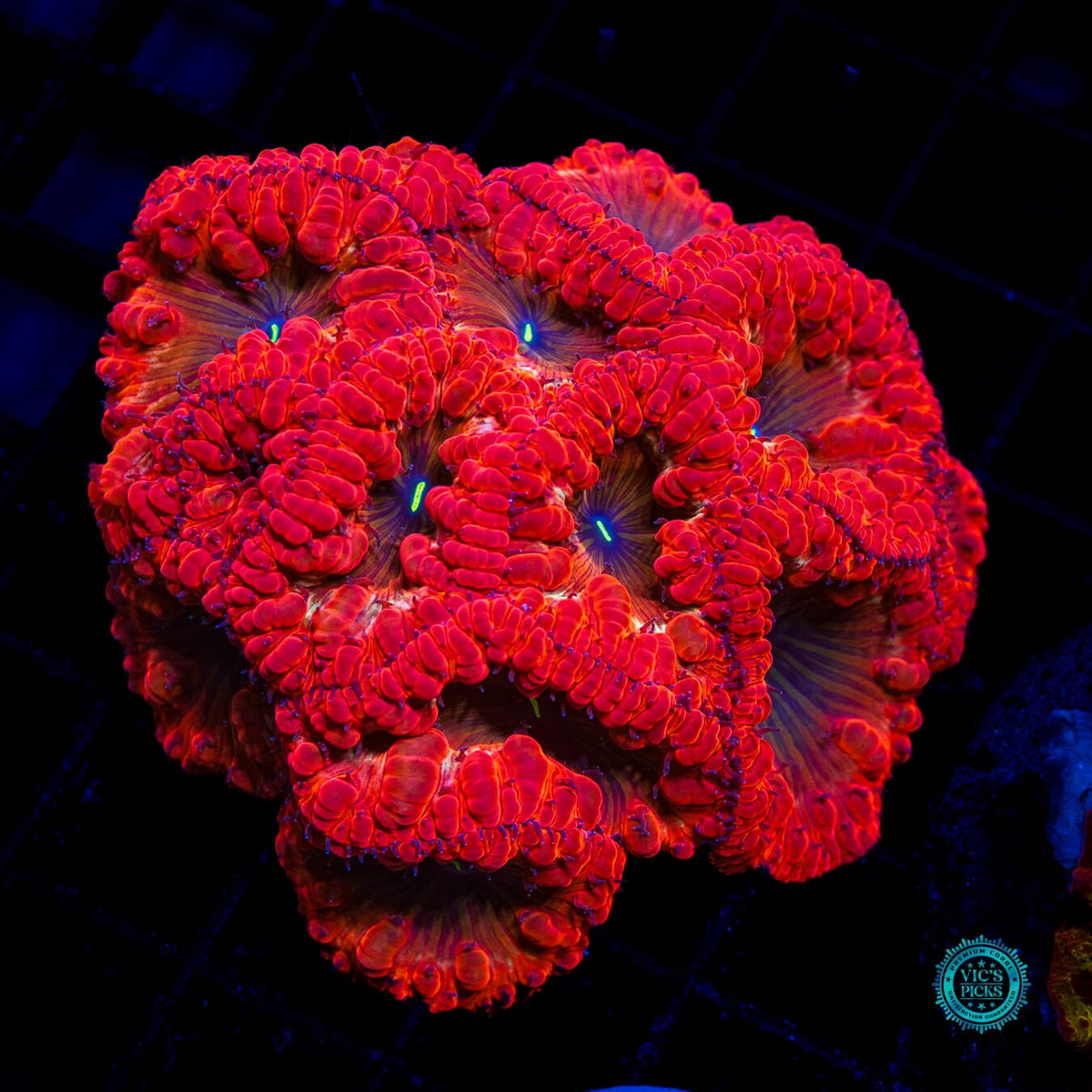 Crimson Crusader Blastomussa - Actinic Photo