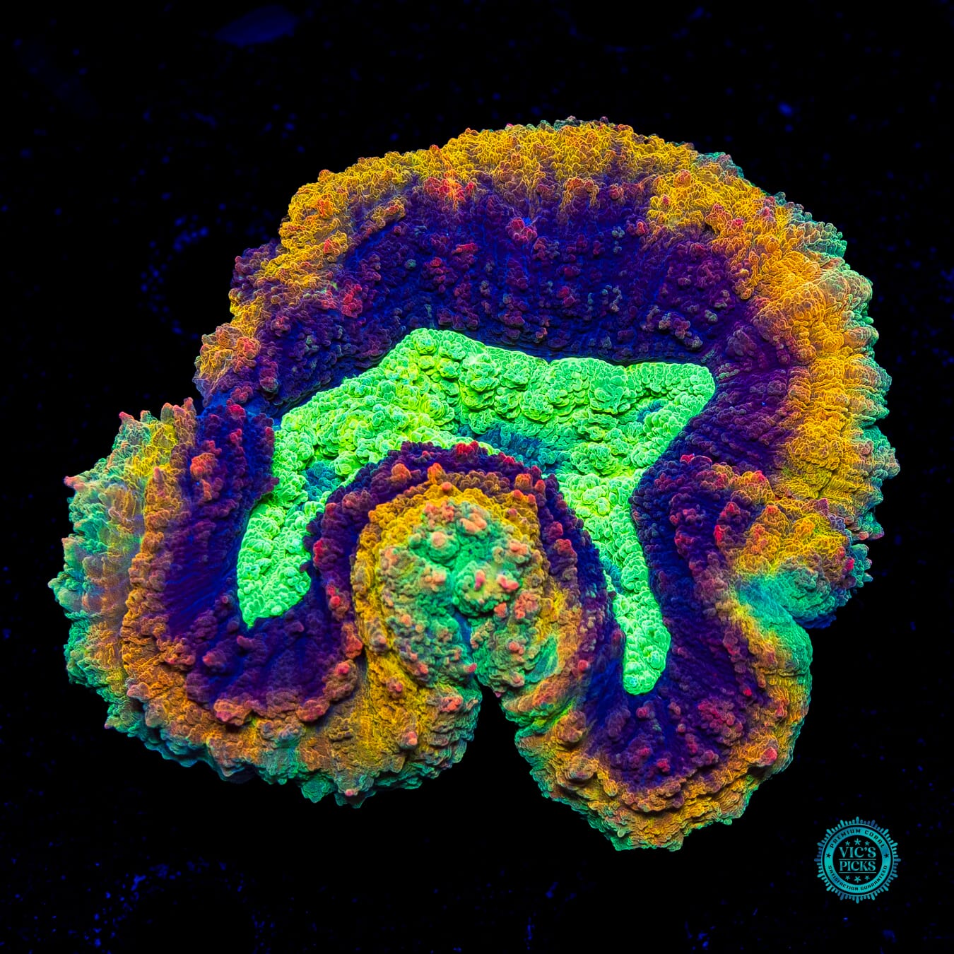 Pirate's Plunder Symphyllia - Actinic Photo