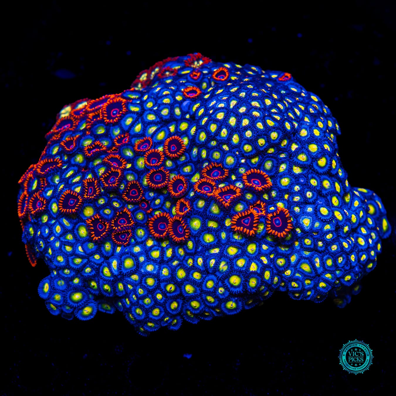 WWC AOI, Red Hornet and Alpha Omega Combo Zoanthid - Actinic Photo