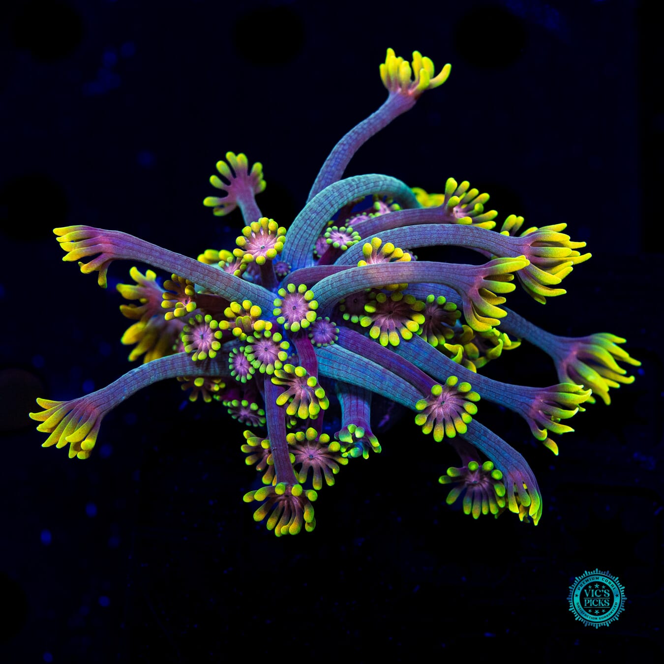 WWC Guava Berry Alveopora - Daylight Photo