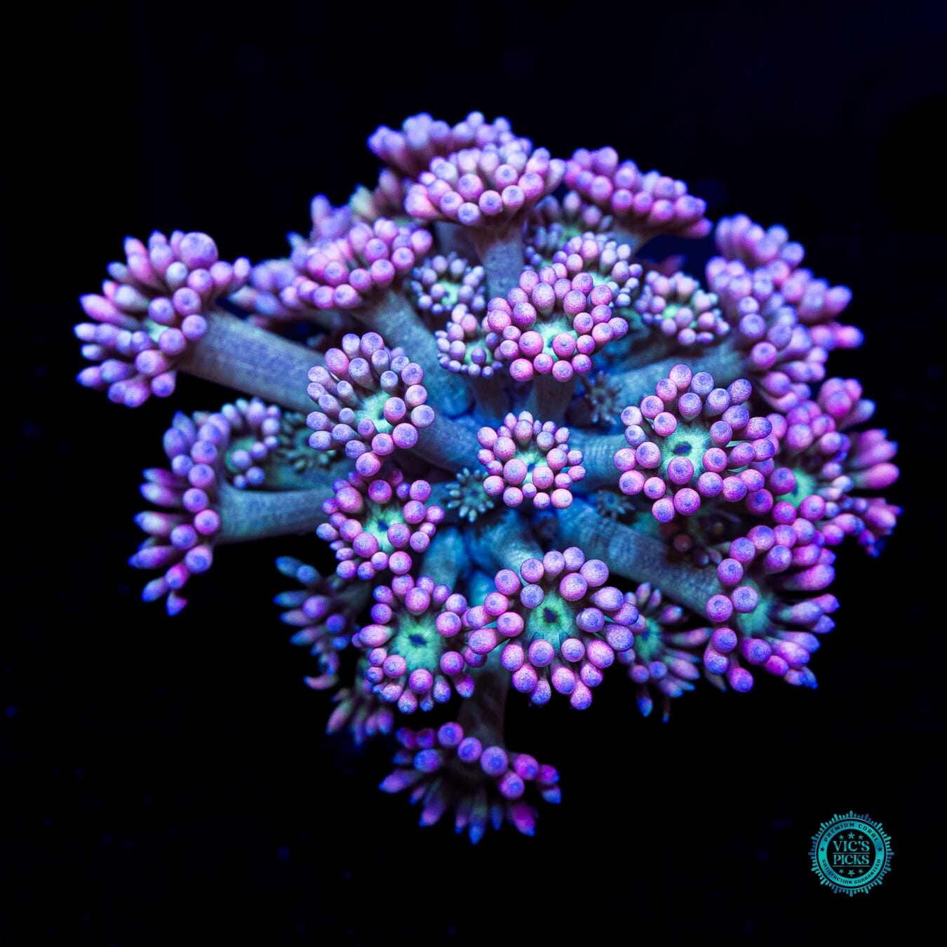 WWC Soursop Goniopora - Daylight Photo