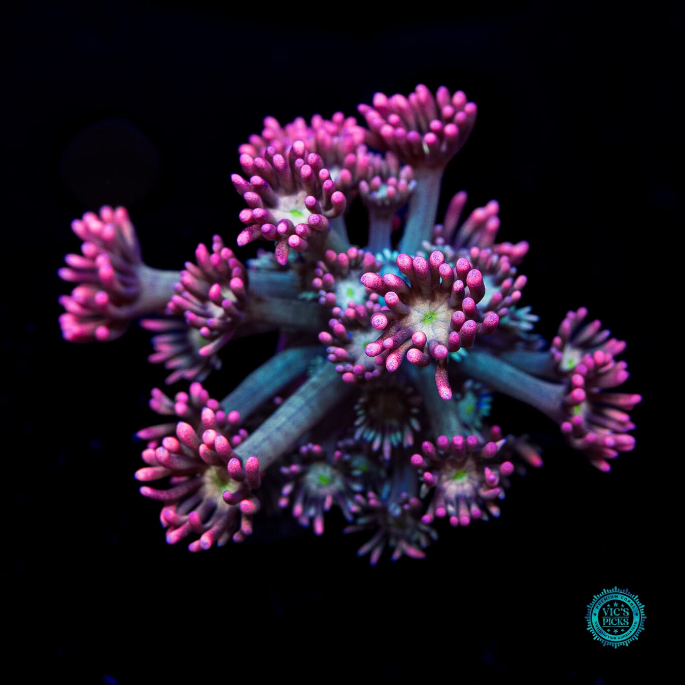 WWC Bay Watch Goniopora - Daylight Photo