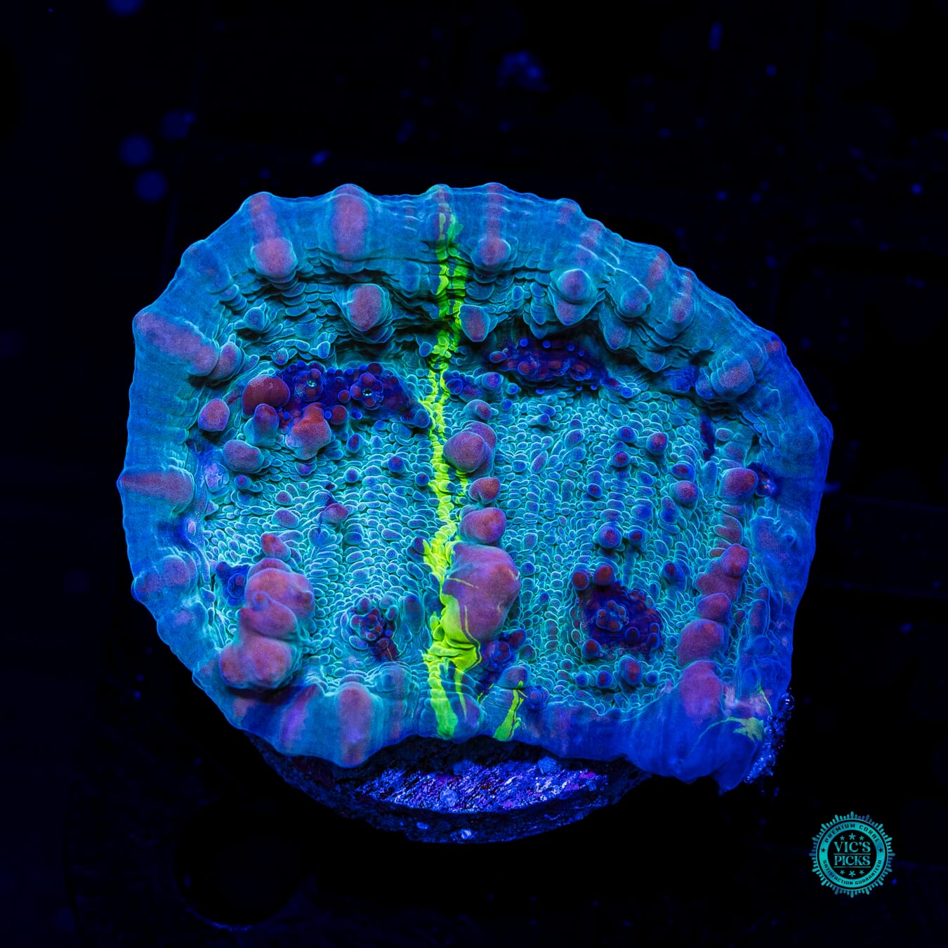 WWC Cosmic Candy Bounce Chalice - Daylight Photo