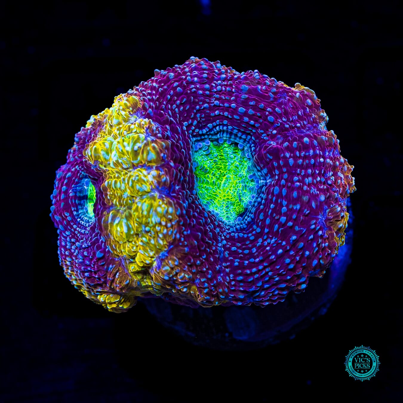 WWC Shaolin Soul Bowerbanki - Daylight Photo