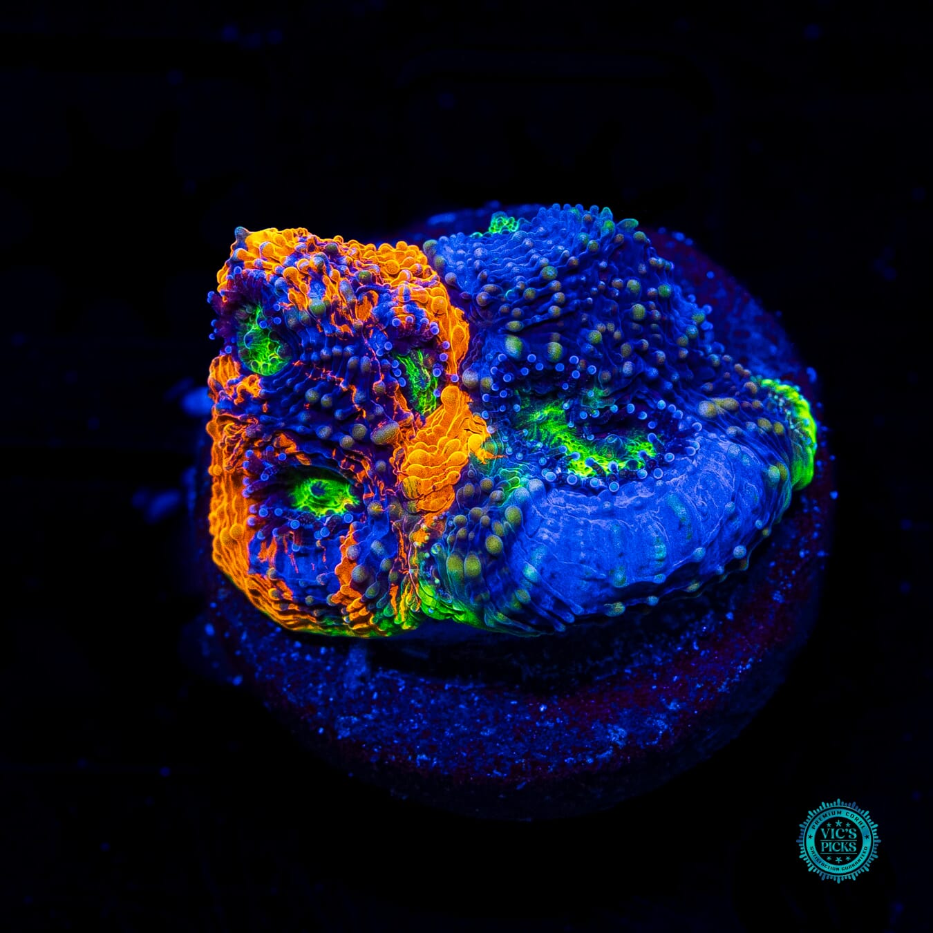 WWC Mango Tango Echinata - Daylight Photo