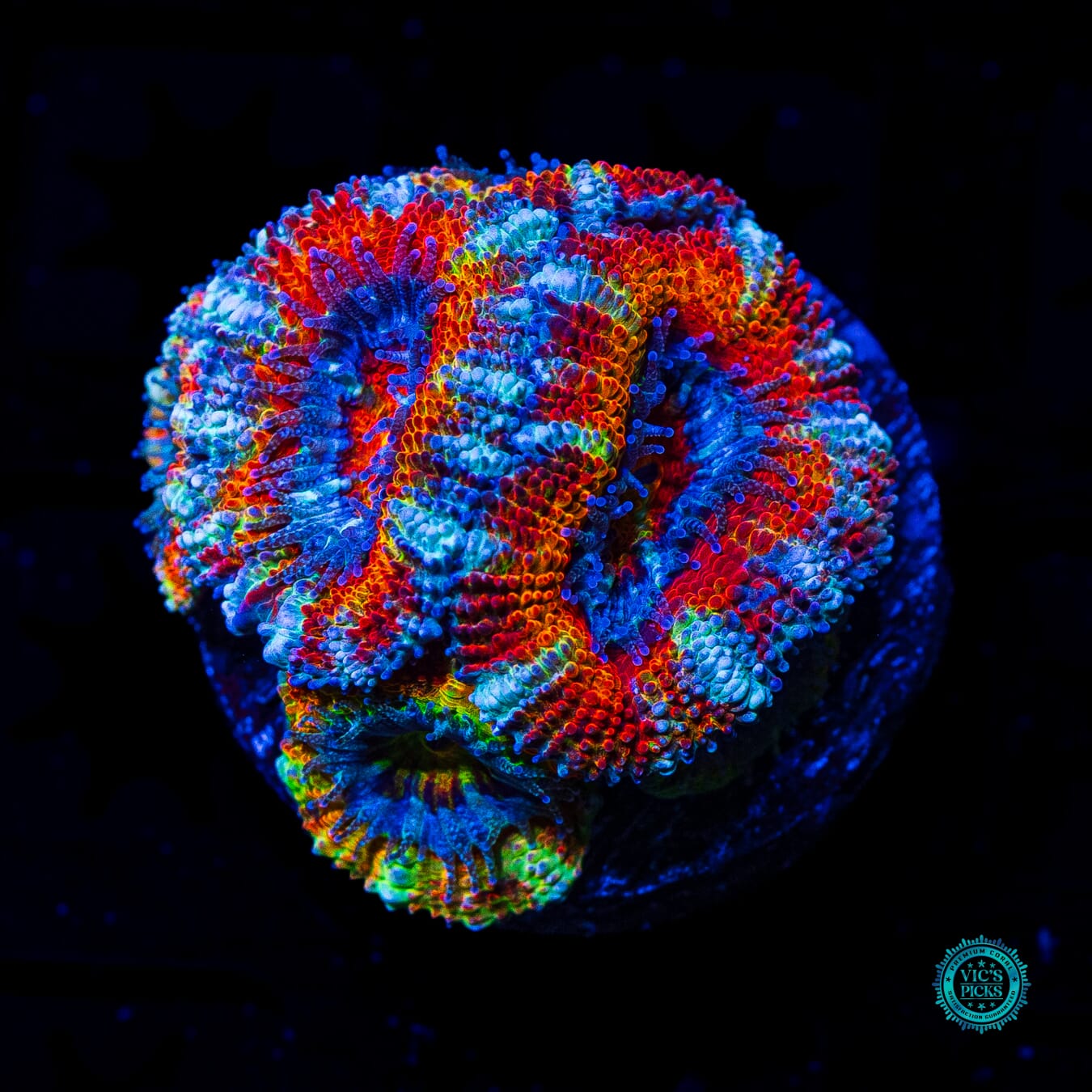 Clown Car Aussie Lord - Daylight Photo