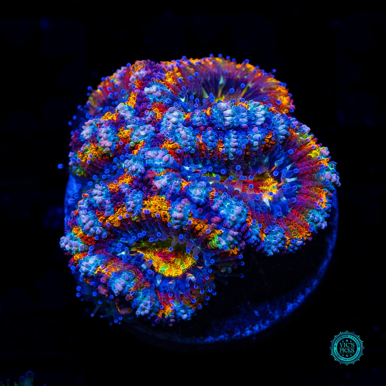 Soul Stone Aussie Lord - Daylight Photo