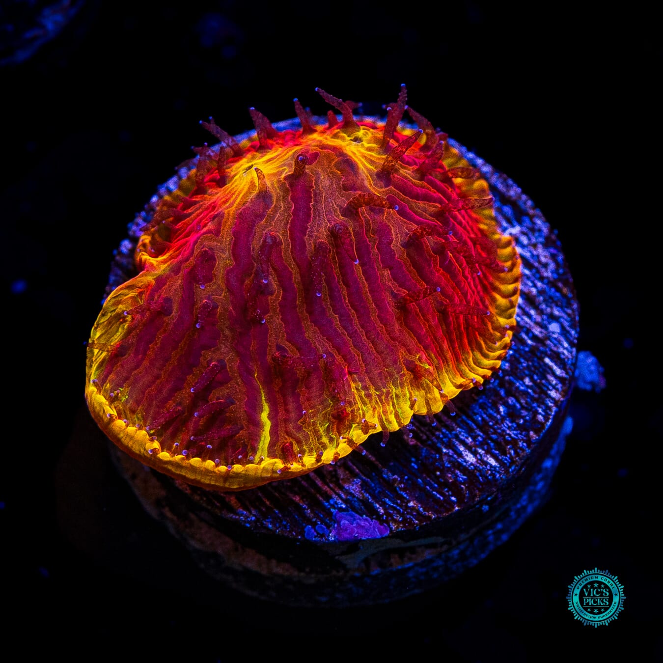 CB Flamethrower Diaseris - Daylight Photo