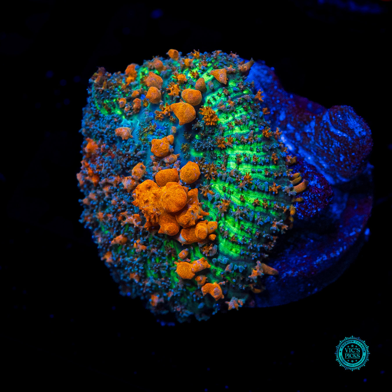 WWC Sunkist Bounce Mushroom