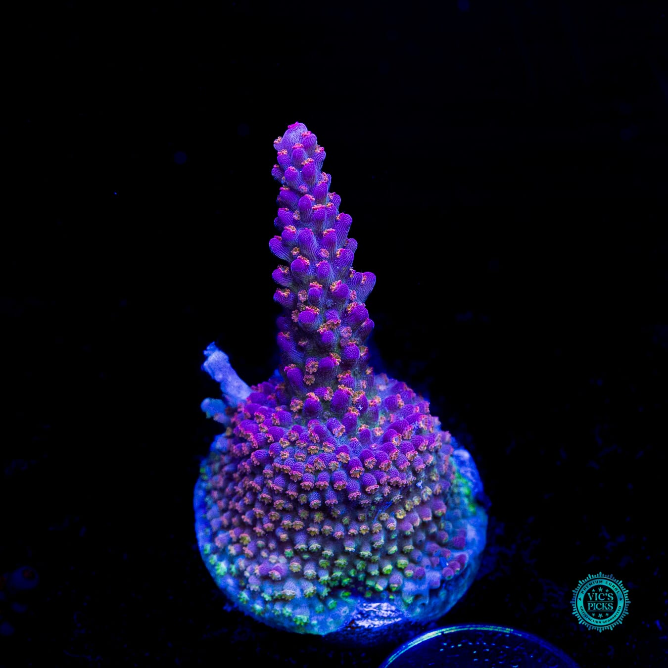 WWC Dreamweaver Acropora - Daylight Photo