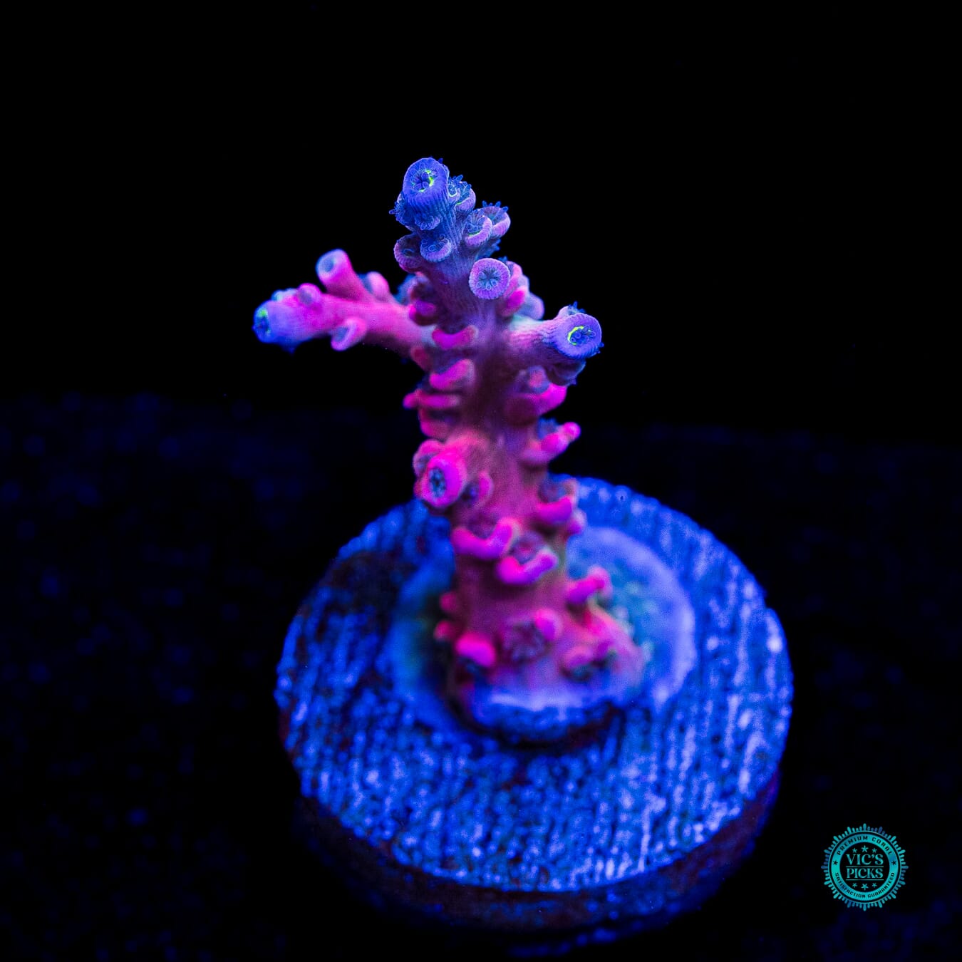 Vivid's Insanity Acropora - Daylight Photo