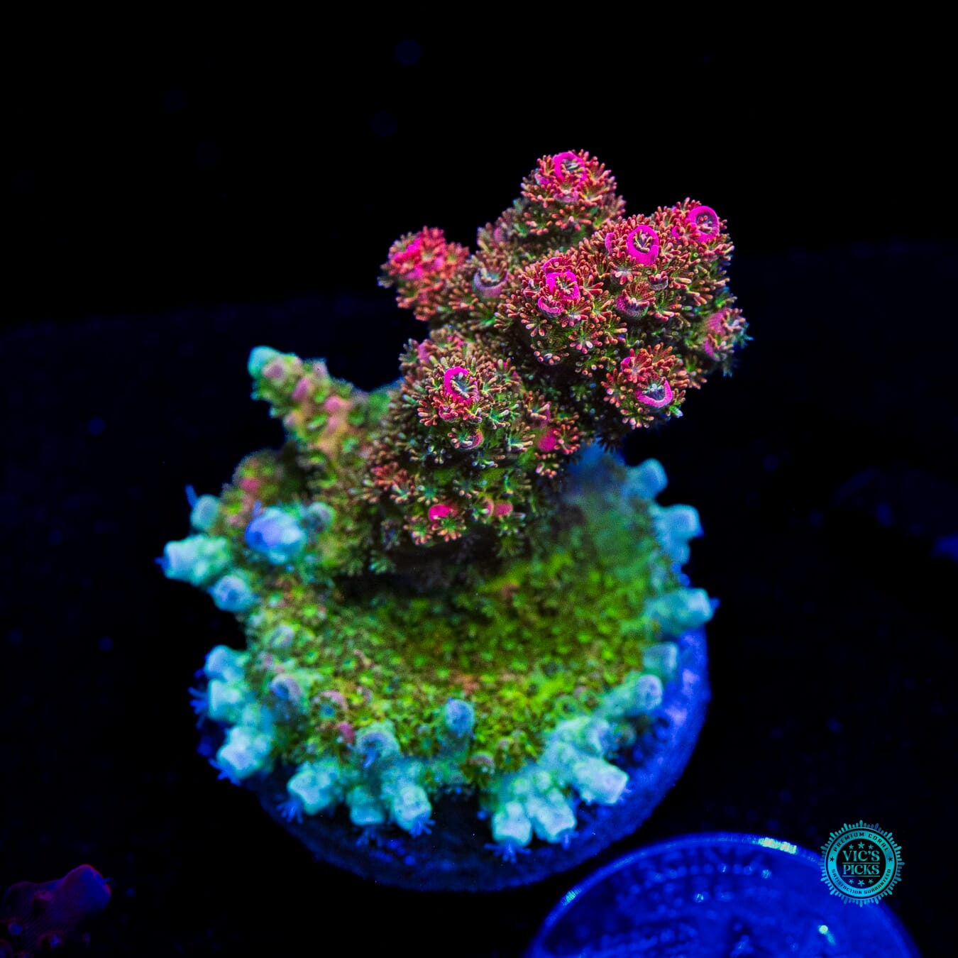 WWC Jello Shot Acropora - Daylight Photo