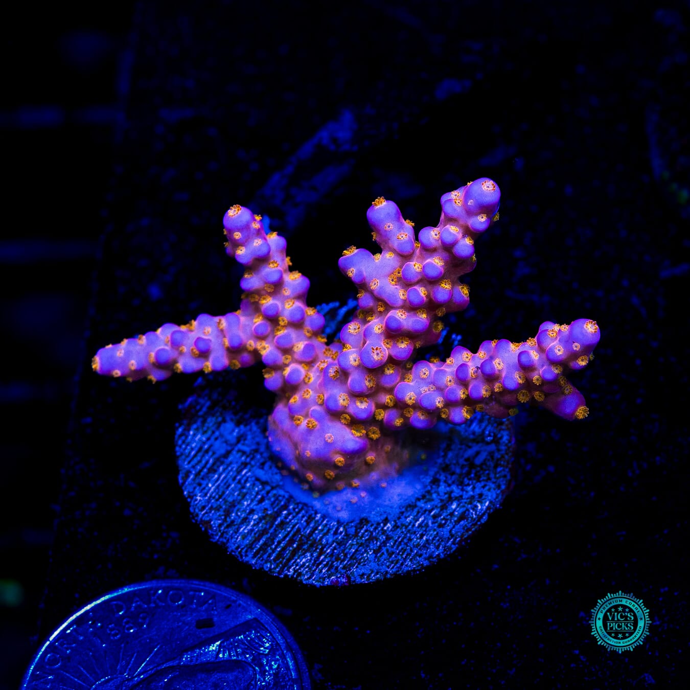 WWC All Star Acropora - Daylight Photo