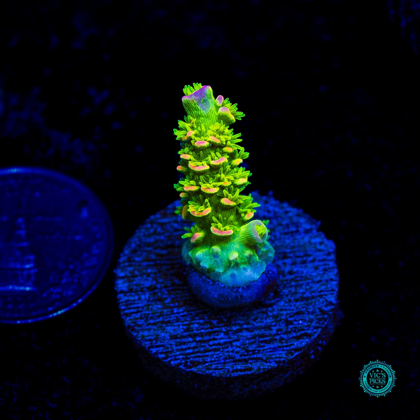 Jason Fox Homewrecker Tenuis Acropora - Daylight Photo