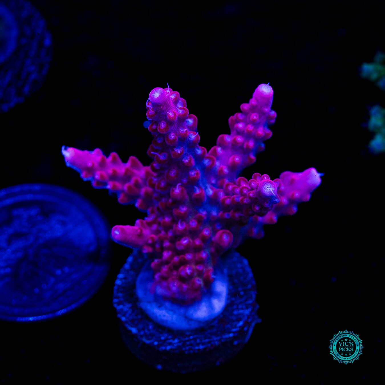 Jason Fox B-33 Bomber Acropora - Daylight Photo