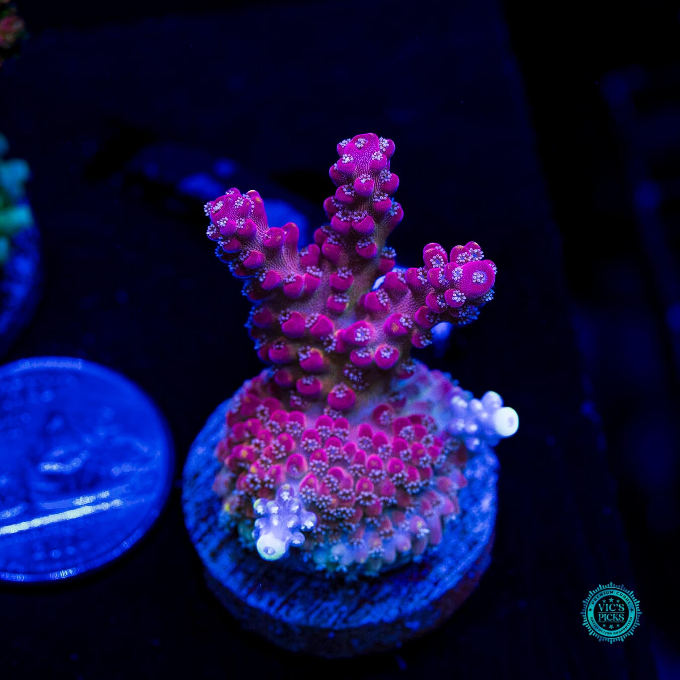 Bali Shortcake Acropora - Daylight Photo
