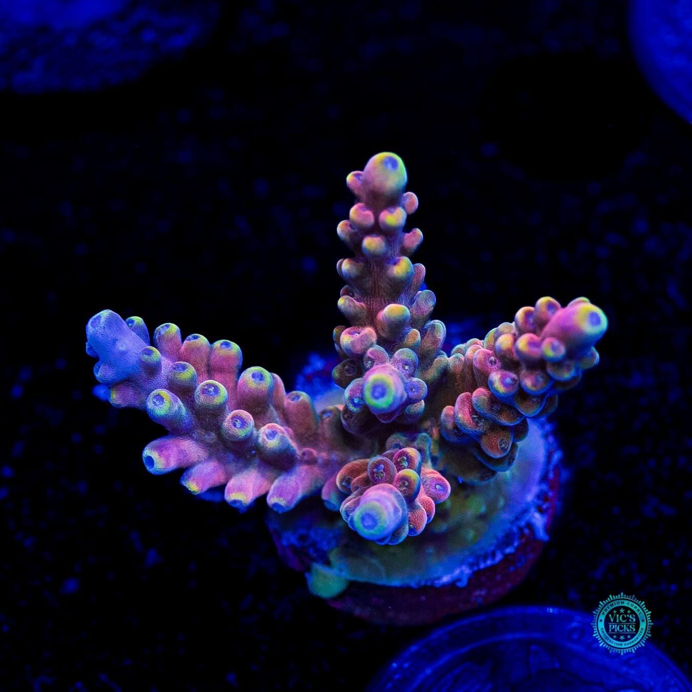 RMF Candyland Acropora - Daylight Photo