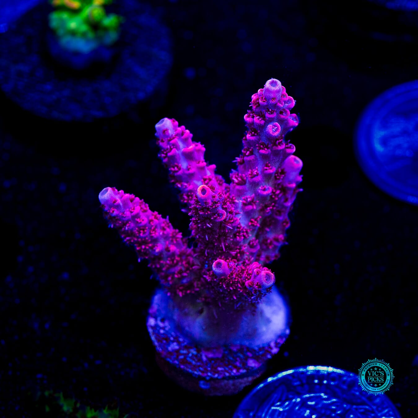 WWC Ruby Runner Acropora - Daylight Photo