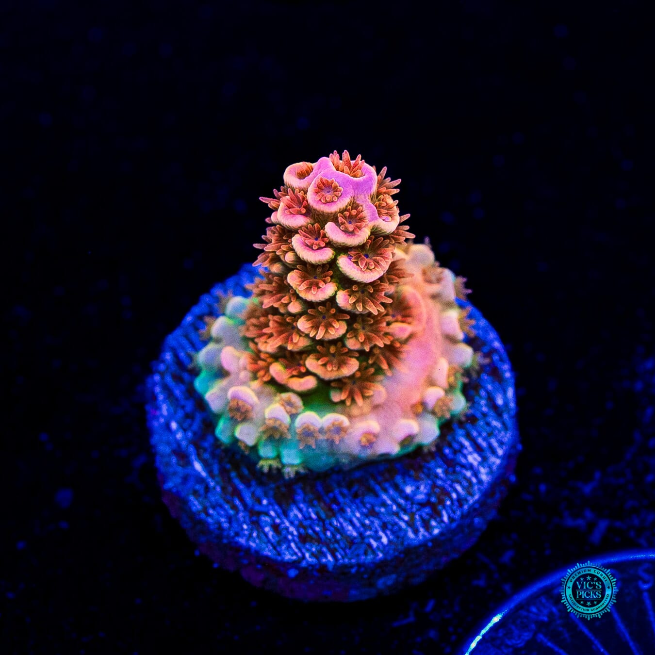 POTO Goofy Homewrecker Tenuis Acropora - Daylight Photo