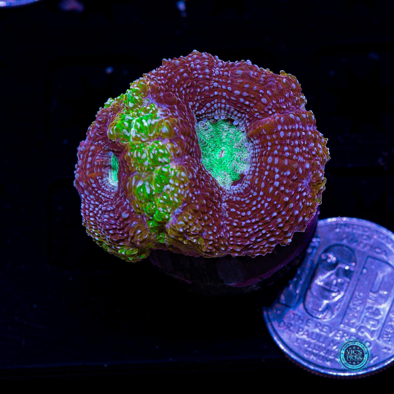 WWC Shaolin Soul Bowerbanki - Actinic Photo